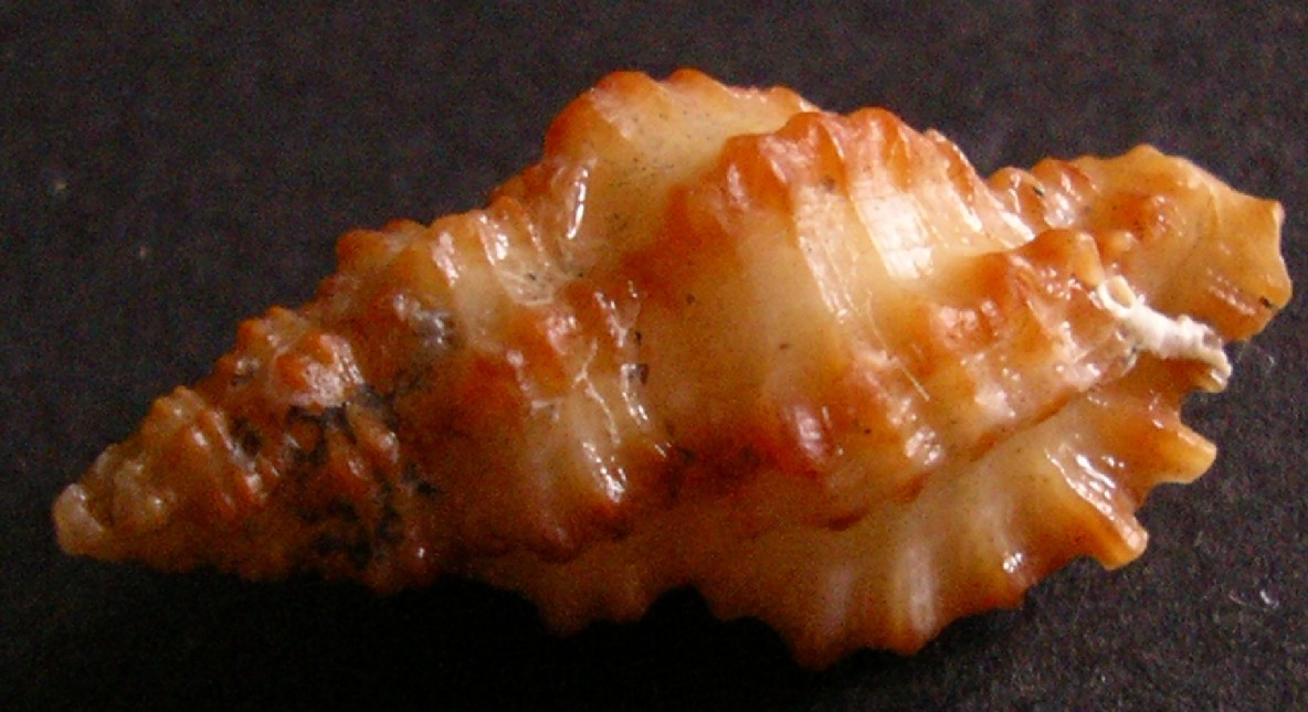 Muricopsis cristatus